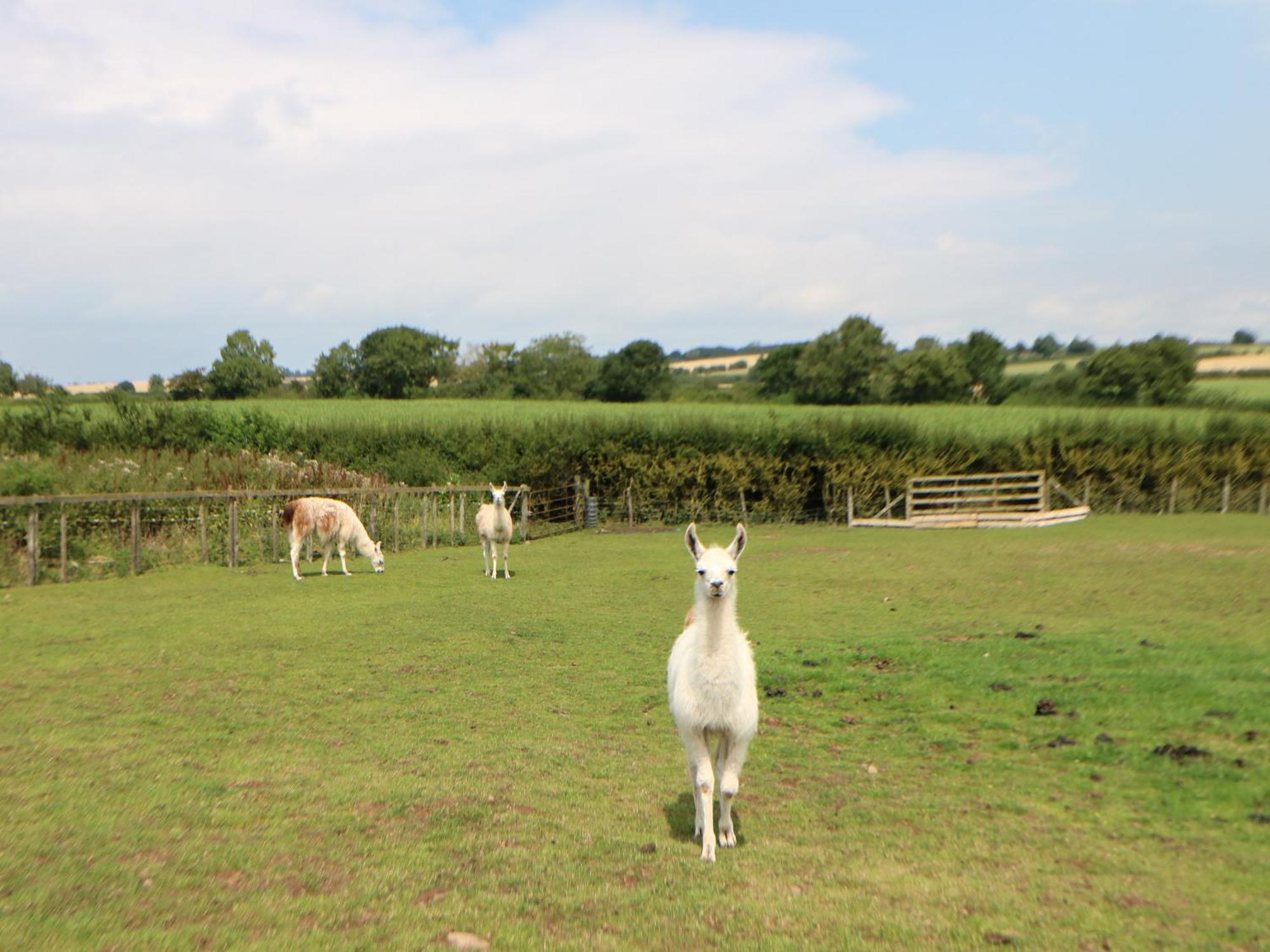 Cornfield Villa Northallerton Bagian luar foto