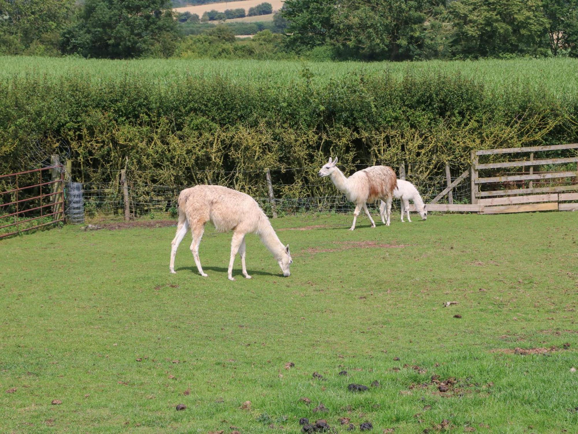 Cornfield Villa Northallerton Bagian luar foto